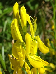 Genista tinctoria