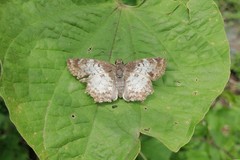 Antigonus emorsa