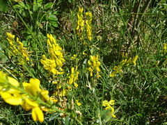 Genista tinctoria