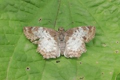 Antigonus emorsa