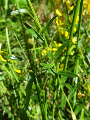 Genista tinctoria