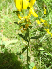 Genista tinctoria