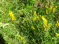 Genista tinctoria