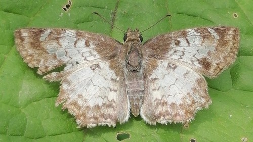 White Spurwing