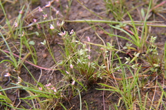 Juncus pygmaeus