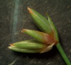 Juncus pygmaeus