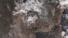 Anatololacerta pelasgiana