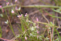 Juncus pygmaeus