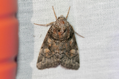 Cosmia praeacuta