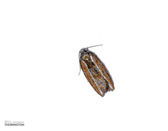 Acleris variana