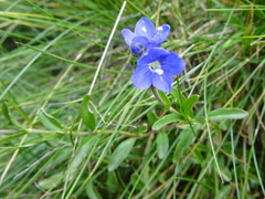 Veronica fruticans