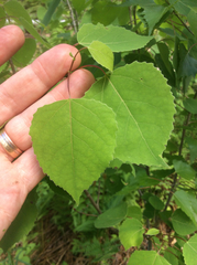Populus