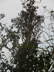 Ixobrychus involucris