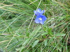 Veronica fruticans