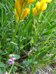 Genista sagittalis