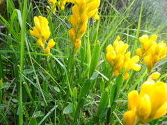 Genista sagittalis