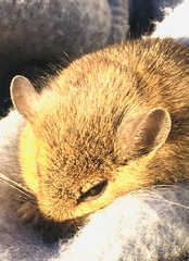 Reithrodontomys humulis