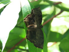 Achlyodes busirus