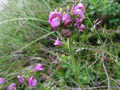 Pedicularis pyrenaica