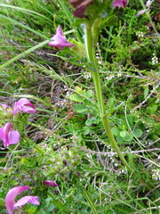 Pedicularis pyrenaica