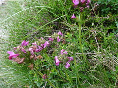 Pedicularis pyrenaica