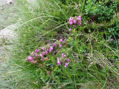 Pedicularis pyrenaica