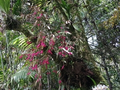 Columnea filipes