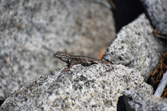 Sceloporus graciosus gracilis