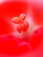 Pelargonium × hybridum