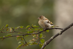 Fringilla coelebs