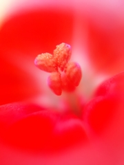 Pelargonium × hybridum