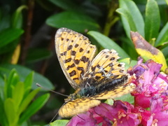 Boloria