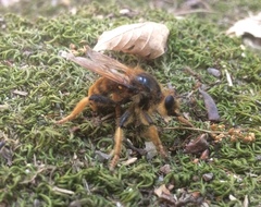 Pogonosoma maroccanum