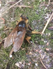 Pogonosoma maroccanum