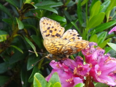Boloria