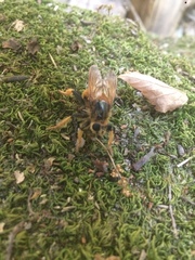 Pogonosoma maroccanum