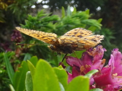 Boloria