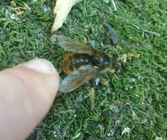 Pogonosoma maroccanum