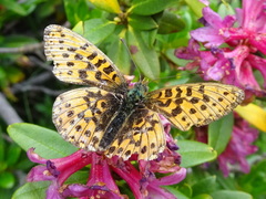 Boloria