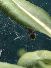 Photinus signaticollis