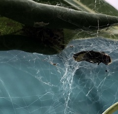 Photinus signaticollis