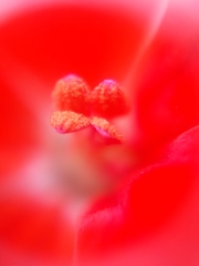 Pelargonium × hybridum
