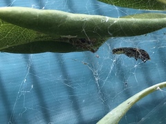 Photinus signaticollis