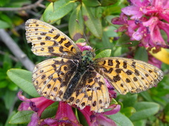 Boloria