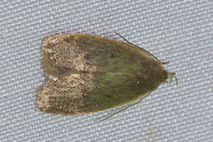 Oditinae