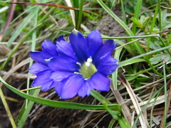 Gentiana pyrenaica