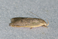 Oditinae