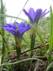 Gentiana pyrenaica