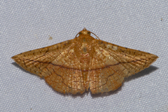 Striglina