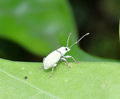 Myllocerina